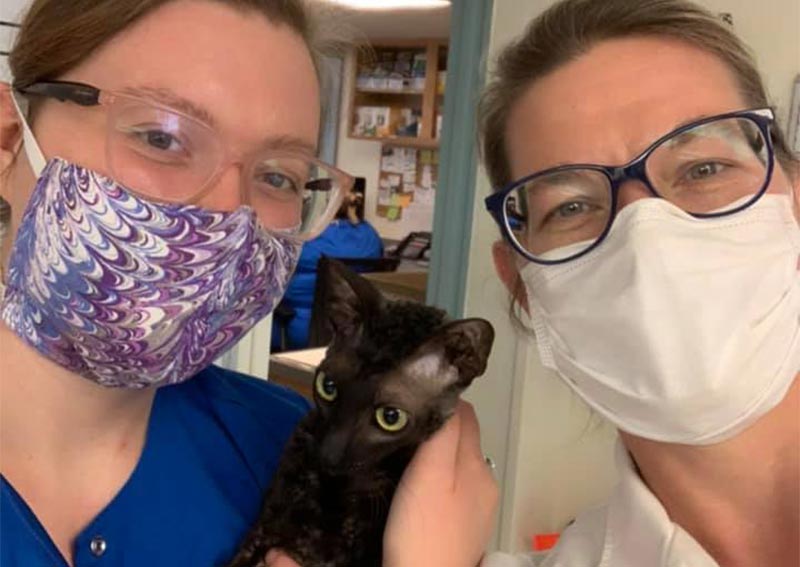 Cat Veterinary Care, Austinburg